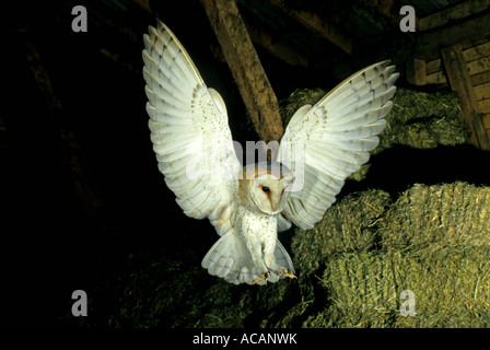 Flying Barn Owl hunting in a barn Stock Photo