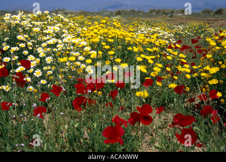 Meadow with Glebionis and Corn Poppy, Kos, Greece Stock Photo