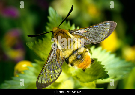 Narrow-bordered Bee Hawk-moth (Hemaris tityus), fam. hawk-moths Stock Photo