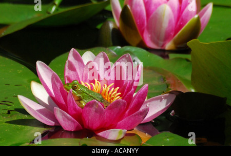 Frog on a water lily