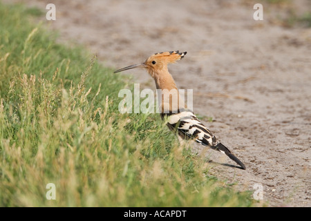 Hoopoe (Upupa epops) searching for food