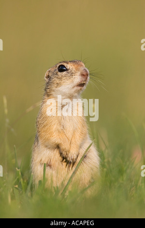 European ground squirrel (Spermophilus citellus) on lookout duty Stock Photo