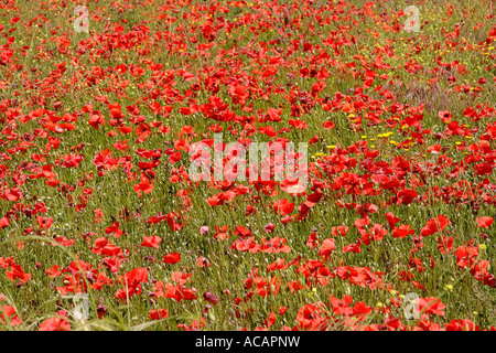 Meadow with blooming red poppy