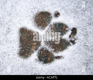 Dog footprint in the snow Stock Photo