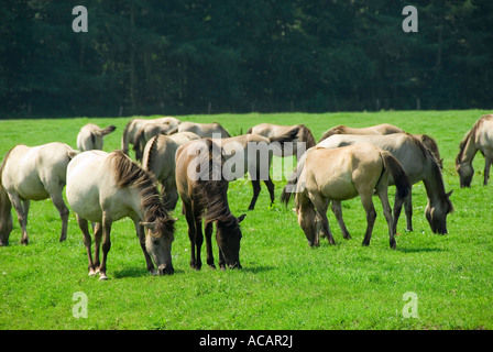 Wild horses at Merfelder Bruch near Duelmen, North Rhine-Westfalia, Germany Stock Photo