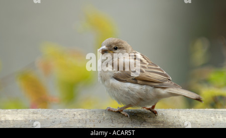 House sparrow (Passer domesticus) family sparrows (Passeridae) - Europe Stock Photo