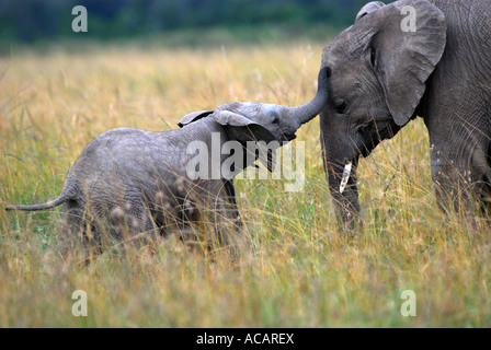 Elephant, mother with baby (Loxodonta africana ) Masai Mara national park, Kenya, Africa Stock Photo