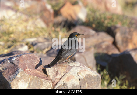 Pale winged Starling Onychognathus nabouroup Namibia Stock Photo