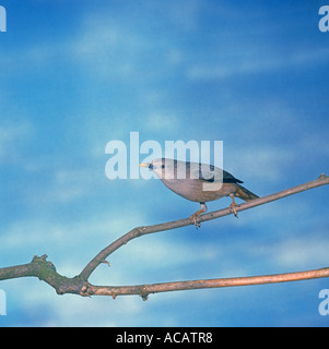 Chestnut tailed Starling Sturnus malabaricus Perched on branch Stock Photo