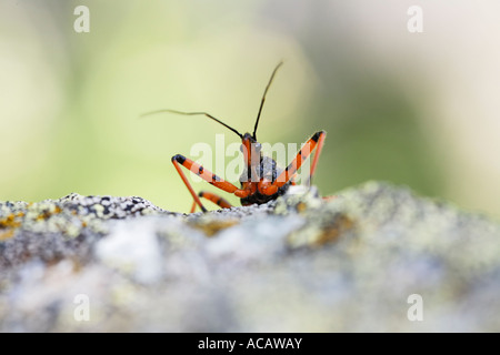 Assasin Bug (Rhinocoris iracundus) Stock Photo