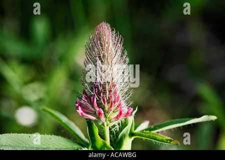 Clover (Trifolium rubens) Stock Photo