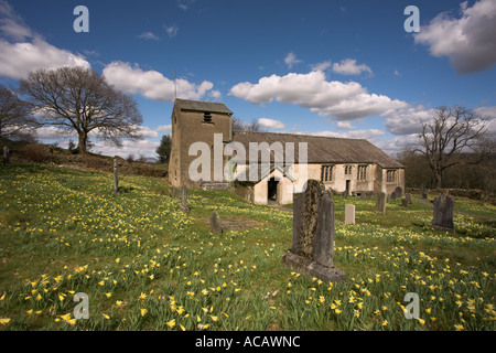 Wild daffodils Narcissus pseudonarcissus in St Anthonys churchyard Cartmel Fell in the Lake District Cumbria UK Stock Photo
