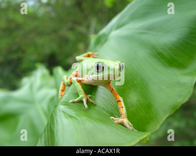 Green monkey tree frog (Phyllomedusa hypochondrialis azurea) crawling on banana a leaf, Gran Chaco, Paraguay Stock Photo