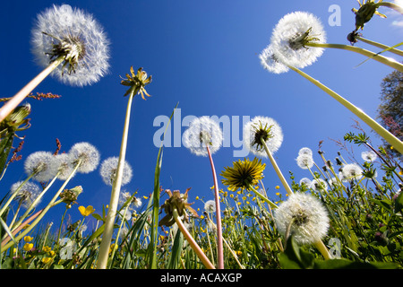 Dandelion meadow, Taraxacum officinale Stock Photo