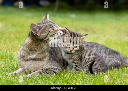 Domestic cat licking young Stock Photo