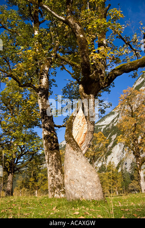 Autumncolors in the mountains, Sycamore Maples, Acer pseudoplatanus, Alps, Austria, Europe Stock Photo