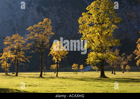 Autumncolors in the mountains, Sycamore Maples, Acer pseudoplatanus, Alps, Austria, Europe Stock Photo