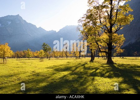 Autumncolors in the mountains, Sycamore Maples, Acer pseudoplatanus, Alps, Austria, Europe Stock Photo