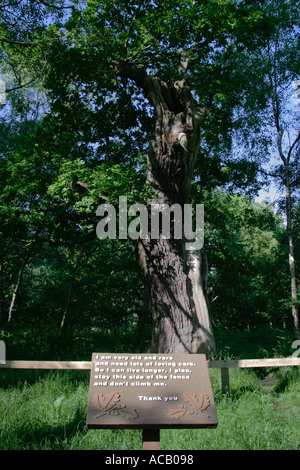 An oak tree in Sherwood Forest, Nottinghamshire.  The sign reads: 'I am very old and rare and need lots of loving care.  So I can liver longer, I plea, stay this side of the fence and don't climb on me.  Thank you' Stock Photo