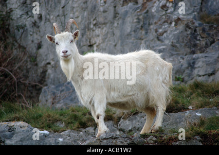wild Kashmir goat grazing on the Great Orme Llandudno, North Wales, UK Stock Photo