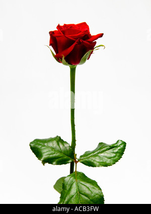 Single stem red rose Stock Photo