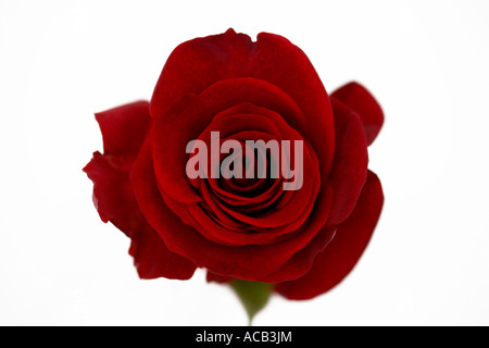 Single red rose shot from above against a clean white background Stock Photo