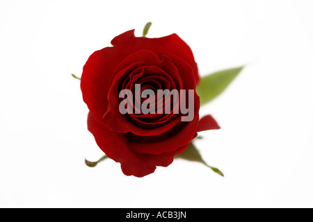 Single red rose shot from above against a clean white background Stock Photo