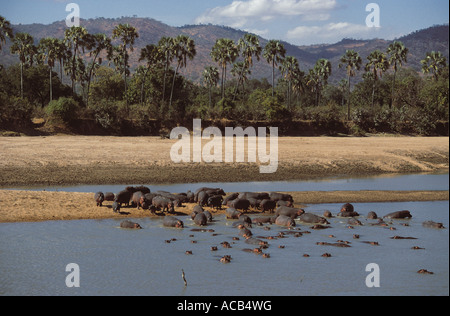Hippo herd on bank of river with palms and hills in the background South Luangwa National Park Zambia