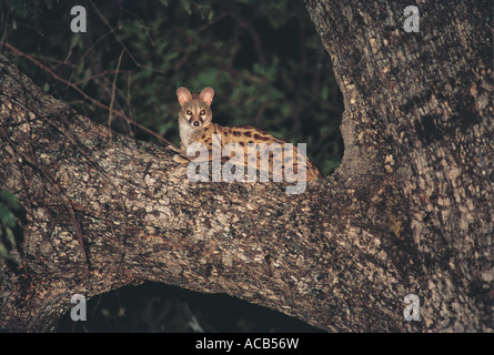 Large Spotted Genet resting in a tree at night in South Luangwa National Park Zambia Stock Photo