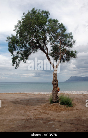 Tree on the beach in Kissamos (Kastelli) town, greek isle of Crete Stock Photo