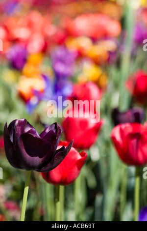 Queen of the Night tulip in field of coloured tulips Stock Photo