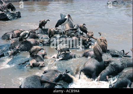 Vultures feeding on the carcasses of drowned Wildebeest in the Mara River Masai Mara National Reserve Kenya Stock Photo