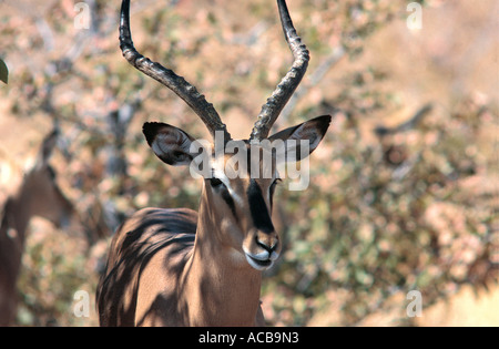 Portrait of male Black faced Impala Etosha National Park Namibia south west Africa Stock Photo