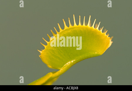 "Venus Fly Trap" "Dionaea muscipula" UK Stock Photo