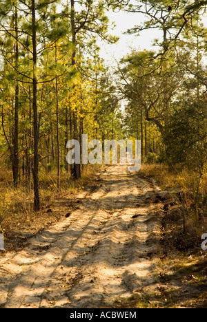 Sand forest road Gold Head Branch State Park Florida Stock Photo