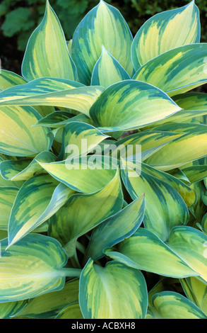 Hosta 'June', variegated foliage plant Hostas Stock Photo
