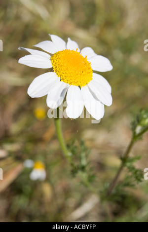 Stinking mayweed Anthemis cotula Stock Photo