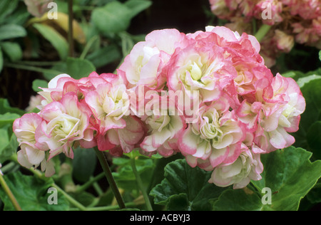 Pelargonium 'Apple Blossom Rosebud', zonal dwarf geranium, pink and white Stock Photo