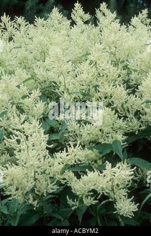 Persicaria polymorpha, syn. Polygonum, Knotweed, white plumes, flowers persicarias polygonums Stock Photo