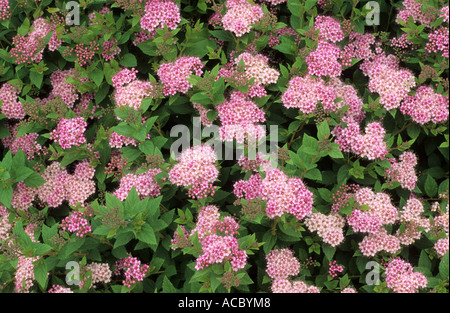 Spirea japonica 'Nana', syn. S.j.'Nyewoods' Stock Photo