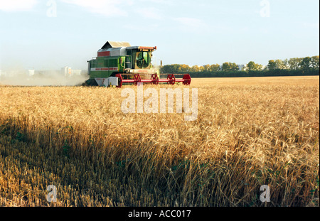 A combine is reaping a wheaten field Stock Photo