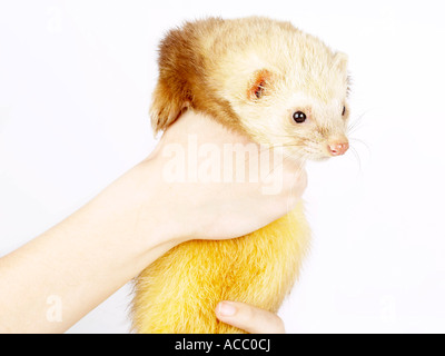 A pale yellow ferret being held. Stock Photo