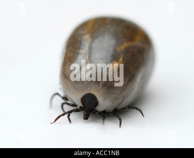 TICK Commonly known as Deer Tick or Sheep Tick Stock Photo