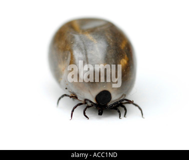 TICK Commonly known as Deer Tick or Sheep Tick Stock Photo