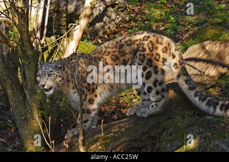 Schneeleopard, , Panthera uncia Stock Photo