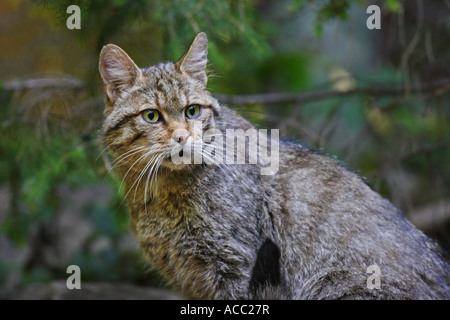 Wildkatze, Wild cat, Felis silvestris Stock Photo