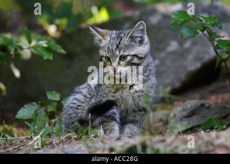 Junge Wildkatze, Wild cat baby, Felis silvestris Stock Photo