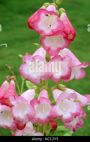Penstemon 'Osprey', pink and white flower, garden plant penstemons Stock Photo