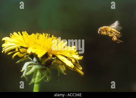 Honey bee Apis melifera in flight approaching dandelion Taraxacum officinalis Note pollen baskets on legs Stock Photo