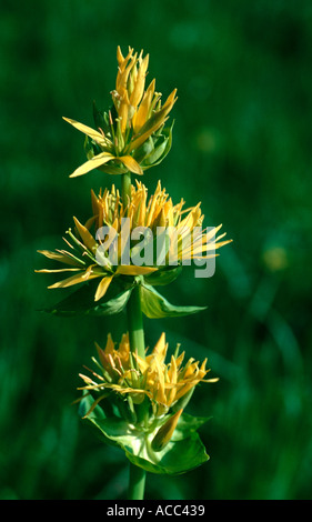 yellow Enzian flower gentiana lutea in the Bavarian Alps Germany Stock Photo